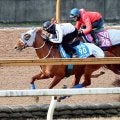 【東京新聞杯１週前】連覇がかかるウォーターリヒトは３頭併せで抜群の伸び　石橋調教師「予定通り来ている」