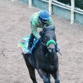 【根岸Ｓ】２年前の勝ち馬エンペラーワケアは５枠９番　複勝率１００％ウェイワードアクトは１枠１番　枠番確定