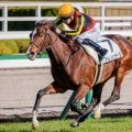 母は名牝ジェンティルドンナ アルジェンテーラが初勝利なるか