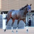 【注目馬動向】黒竹賞を勝ったマクリールは雲取賞、またはヒヤシンスＳが次走の選択肢