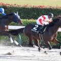 【競馬予想】好メンバーが集結した根岸Ｓでも、注目すべきは年明けの重賞戦線で躍動する明け４歳馬