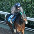 【シルクロードＳ】４歳レイピアは角馬場で体をほぐす　陣営「パワーアップして古馬っぽくなってきた」