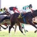 【クロッカスＳ】半姉にＧ１馬がいる良血オルネーロが競り勝つ　ルメール騎手「一生懸命すぎるぐらい」