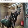 「流星がパパ似」「お嬢様オーラ」Ｇ１・２勝馬スタニングローズが出産した牝馬の初子は「少し“ジャジャうま”」