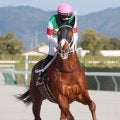 セラフィックコールが競走馬登録抹消　２３年みやこＳなどダート重賞３勝　地方移籍へ