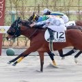 【京都４Ｒ・３歳新馬】近親にルヴァンスレーヴの良血ティエラレイナが鼻差Ｖ　岩田望来騎手「馬の力を信じて」