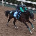 日曜京都競馬場の注目激走馬…京都１１Ｒシルクロードステークス・Ｇ３