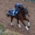日曜東京競馬場の注目激走馬…東京１１Ｒ根岸ステークス・Ｇ３
