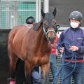 【注目馬動向・古馬】シルクロードＳ８着のエーティーマクフィは高松宮記念へ直行