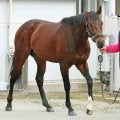 【東京新聞杯】７戦ぶりにマイル戦のシリウスコルト　田中勝調教師が挙げた課題とは