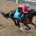 ２０２４年北海道スプリントＣ、東京盃勝ち馬のチカッパが大井へ移籍　ＪＲＡが競走馬登録抹消とともに発表