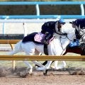 【クイーンＣ１週前】武豊騎手騎乗で白毛のマルガが併せ馬も遅れ…　陣営「前走のような競馬を覚えていければ」