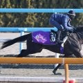 【きさらぎ賞】「気持ちよさそうに走っていましたね」５・９億円馬エムズビギンは友道調教師も納得の微調整