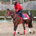 フォーエバーヤングら、サウジカップデーに参戦する日本馬１９頭が現地に到着　サンライズジパングはボールと一緒に入厩