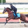 重賞３勝のメイショウカズサが競走馬登録抹消　高知競馬へ移籍