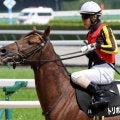 京都ダートは人気の先行馬が手堅い アルデバランSはトリポリタニアが決める