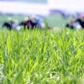 【京都競馬・７日の馬場】芝は向こう正面から直線まで内が荒れている　ダートは乾燥　それぞれの狙い馬は？　