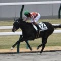 【京都4R新馬戦結果】リオンディーズ産駒の9番人気アレンスターが8馬身差で圧勝
