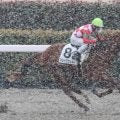 降雪の影響で東京８Ｒの前に天候調査で開催可否の判断　８Ｒ以降は取りやめと発表