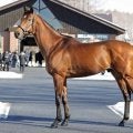 社台スタリオンステーションで総合展示会 新種牡馬ベラジオオペラを含む29頭登場