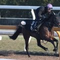 火曜京都競馬場の注目激走馬…京都１１Ｒきさらぎ賞・Ｇ３