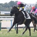 【京都5R新馬戦結果】ポエティックフレア産駒のエレガンスアスクが3馬身差圧勝