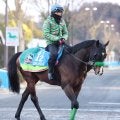 火曜東京競馬場の注目激走馬…東京１１Ｒ東京新聞杯・Ｇ３