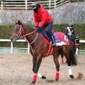 さらに人気上昇のフォーエバーヤング！　３競走で日本馬が１番人気のサウジカップデー　海外ブックメーカー最新オッズ