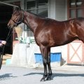 「非の打ち所がない」と絶賛 馬体派記者が太鼓判を押す共同通信杯出走馬とは