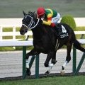 京都記念・共同通信杯など4重賞 WIN5キャリーオーバー/今週の競馬界の見どころ
