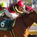 のちの二冠牝馬を抑え無傷3連勝 キャットコインが制した“バレンタイン決戦”の15年クイーンC