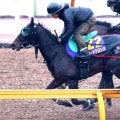 【フェブラリーＳ・１週前】前哨戦勝ち馬のロードクロンヌはグッと加速　四位調教師も「動きは十二分」と笑顔