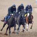 【京都記念】長期休養明けの春の天皇賞馬ヘデントールは３頭併せで楽々併入　陣営「一段階良くなった」