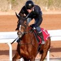 【レッドシーターフＨ】牝馬初Ｖを狙うヴェルミセルが芝コースでしっかり　吉村調教師「内枠はよかったです」