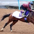 【フェブラリーＳ・１週前】昨年のダート２冠馬ナチュラルライズが鋭神　横山武史騎手「もうひとつ工夫をしてみる」