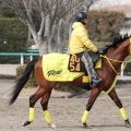 【ＰＯＧ】母はダート重賞馬　モンスターラッシュが１５日の東京でデビュー　高木調教師「水準以上」