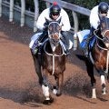【フェブラリーＳ・１週前】秋春ダートＧ１制覇へダブルハートボンドは坂路で先着　大久保調教師「いい動きだった」