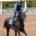 【洛陽Ｓ】約１年１１か月ぶり勝利へニホンピロキーフは順調な仕上がり　大橋調教師「ここは勝たないと」　昨年は３着