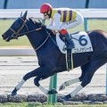 東京芝はシルバーステート産駒に要注意 クイーンCはニシノサリーナを狙い撃ち