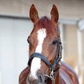 【注目馬動向】２４年菊花賞勝ち馬のアーバンシックは３月１５日の金鯱賞へ