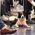 イタリアは犬との共生が根付く国…地下鉄乗車は当たり前　記者はほえられる日々