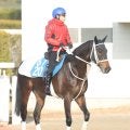 【京都記念】連勝中の上がり馬エコロディノスは試金石の一戦　陣営「ここでどんな競馬ができるか楽しみ」