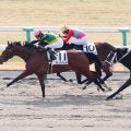 【京都２Ｒ・３歳新馬】ハノハノがその名の通り“素晴らしい”走りで勝利　ルメール騎手「芝でもいけそうですね」