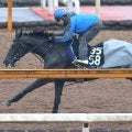 【京都１Ｒ・３歳未勝利】第２回京都競馬最終日の初戦は武豊騎手騎乗のガウラディスコが鮮やかに差し切る「もっと走れそう」