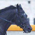 【共同通信杯】ベレシートは猛追及ばず頭差２着　母はＧ１・４勝クロノジェネシスの良血馬