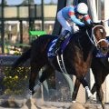 今年最初のGI・フェブラリーSなど4重賞/今週の競馬界の見どころ