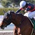 現在は種牡馬としてイタリアで活躍中 アルバートドックが重賞初制覇を飾った16年小倉大賞典を回想