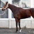 距離短縮や芝スタートにも不安なし！ 前走以上の状態で挑むフェブラリーS出走馬とは
