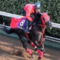 【フェブラリーＳ】連闘のサンライズホークが大舞台で巻き返しへ「ある程度集中して走ってくれれば」