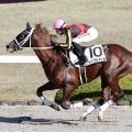 【雲取賞】本紙記者は目下２連勝と絶好調のＪＲＡ勢推し　馬格あるトリグラフヒルは大井の重い砂も攻略可能